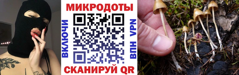 Купить где Ардатов Галлюциногенные грибы Psilocybine cubensis